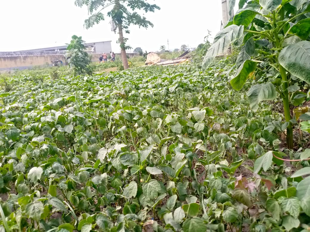 RDC : l’activité maraîchère, pourvoyeuse d’emplois et de nourriture à Kinshasa