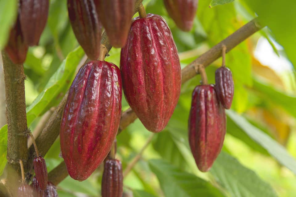 RDC : le prix du cacao chute de 9,67 % tandis que le niobium bondit de 14,24 % sur les marchés internationaux