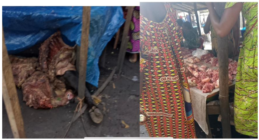 Les mesures barrières de prévention contre les épidémies d’origine animale rappelées à Mbandaka