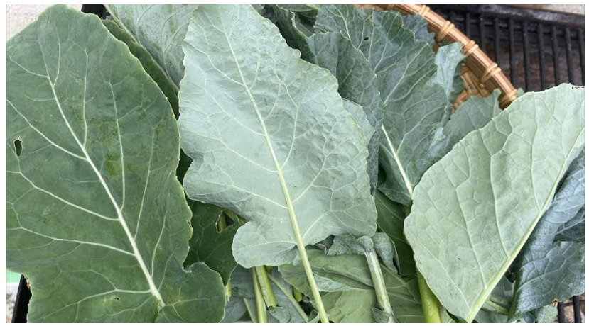 Kinshasa : le ‘‘nkovi’’, un mets traditionnel Bakongo très prisé